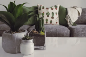 Rug and Home